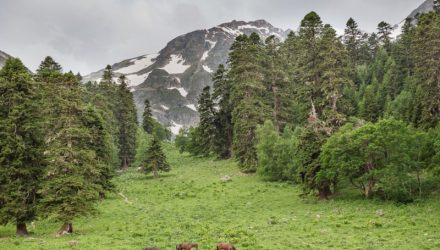 Грузия и чудесный Домбай